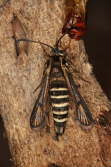 Bembecia vulcanica