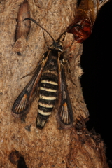 Bembecia vulcanica