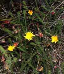 Ursinia dentata