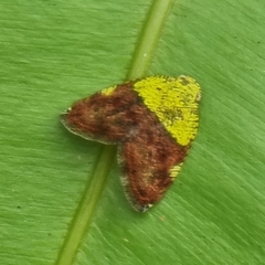 Ricanula