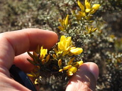 Ulex argenteus argenteus