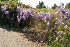 Wisteria floribunda