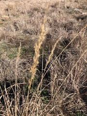 Sorghastrum
