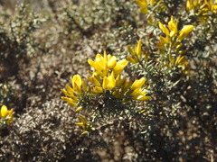 Ulex argenteus argenteus
