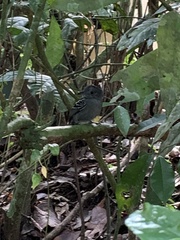 Thamnophilus atrinucha