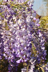 Wisteria floribunda