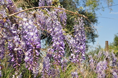 Wisteria floribunda