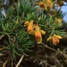 Berberis empetrifolia - Photo (c) Jeff Bisbee, some rights reserved (CC BY-NC), uploaded by Jeff Bisbee