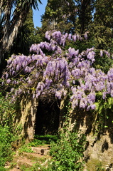 Wisteria floribunda