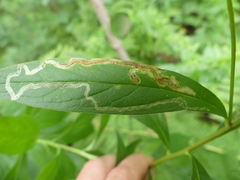 Phytomyza albiceps group