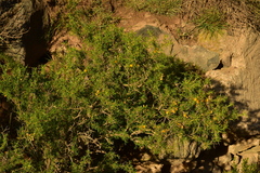 Berberis empetrifolia