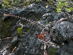 Cathetus chrysanthus