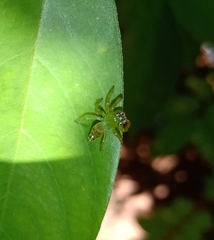 Acragas trimaculatus