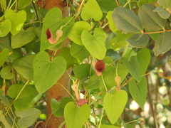 Aristolochia baetica