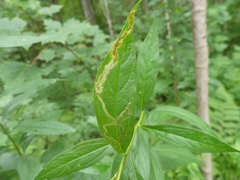 Phytomyza albiceps group