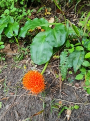 Scadoxus