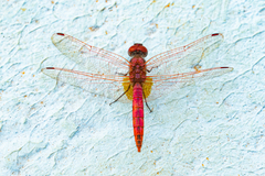 Crocothemis