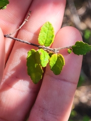 Croton betulinus