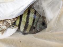 Abudefduf bengalensis