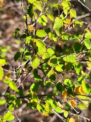 Croton betulinus