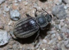 Stenomorpha hispidula