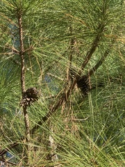Pinus caribaea