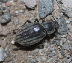 Stenomorpha hispidula