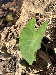 Colocasia