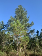 Pinus caribaea