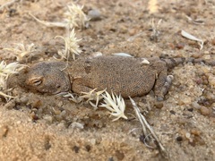 Agamidae