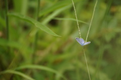 Hemiargus hanno