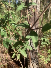 Wedelia acapulcensis