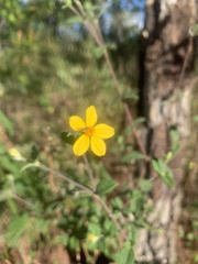 Wedelia acapulcensis