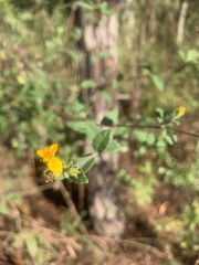 Wedelia acapulcensis