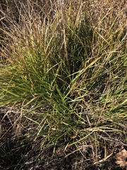 Carex planostachys
