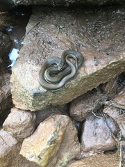 Regina septemvittata