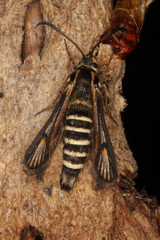 Bembecia vulcanica