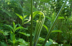 Arisaema stewardsonii
