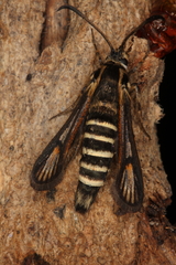 Bembecia vulcanica
