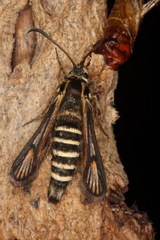 Bembecia vulcanica