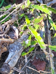 Selenicereus triangularis