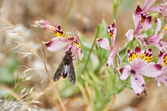 Mycteromyia conica