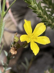 Linum thunbergii