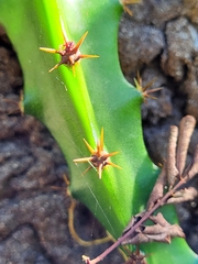 Selenicereus triangularis