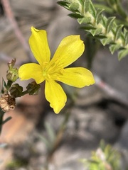 Linum thunbergii