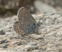 Plebejus idas