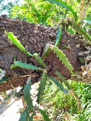 Selenicereus triangularis