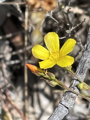 Linum thunbergii