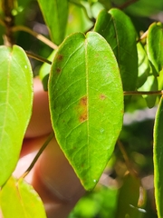 Croton glabellus polytrichus