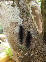 Apistosia judas